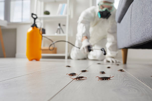 Commercial Rodent Management in South Oroville